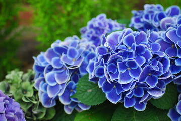 Hortensia bleu vif