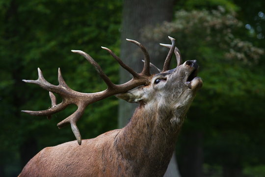 Rothirsch ( Cervus elaphus )