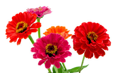 Bouquet of pink red and orange zinnia flowers isolated - obrazy, fototapety, plakaty