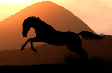 horse silhouette in sunset