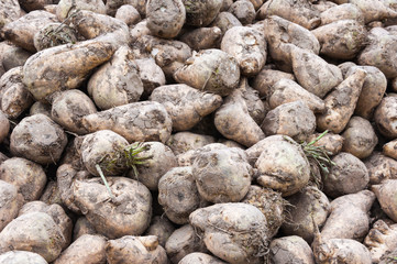 Close-up of a heap of sugar beets