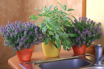 Sage and thyme growing in your home © 7monarda