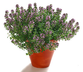 Thyme in a pot isolated on white - obrazy, fototapety, plakaty
