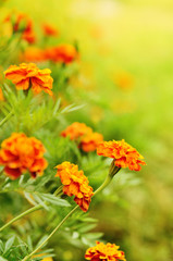 Tagetes