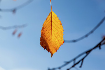 yellow autumn leaves hanging at the tree