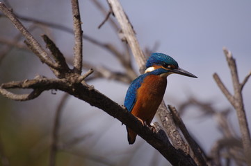 Fototapeta premium Martin-pêcheur aux aguets