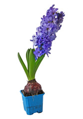 Hyacinths brightly-blue  isolated