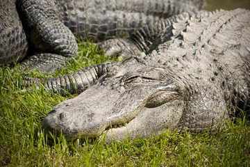 Sleeping Alligator