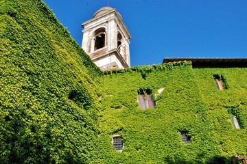 edificio ricoperto di edera
