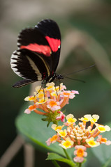 Schmetterling