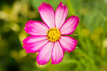 Fototapeta premium Pink Cosmos