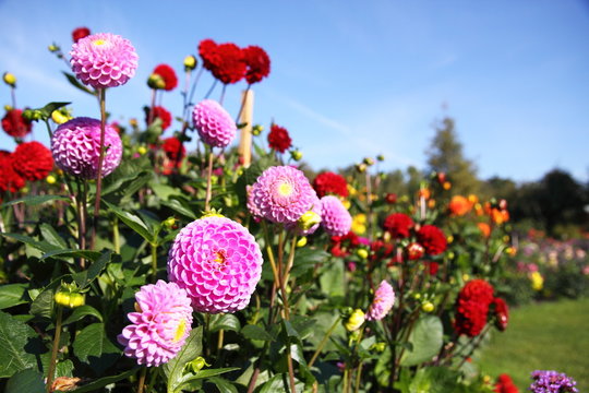 bunte Dahlienbl&uuml;te