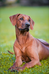 Beautiful dog rhodesian ridgeback puppy