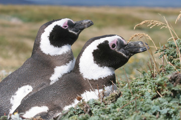 Pair of Magellan Penguins sit in their nest, Punta Arenas, Chile