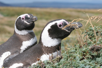 Fototapeta premium Pair of Magellan penguins, Punta Arenas, Chile
