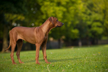 Beautiful dog rhodesian ridgeback puppy