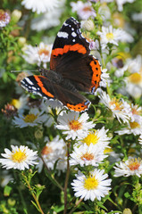 Admiral sitzt auf weißen Sommerblumen