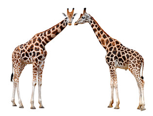 Naklejka premium two Giraffes isolated