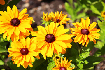 Marigolds in France.