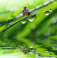 Fototapeta na wymiar fresh morning dew and butterfly