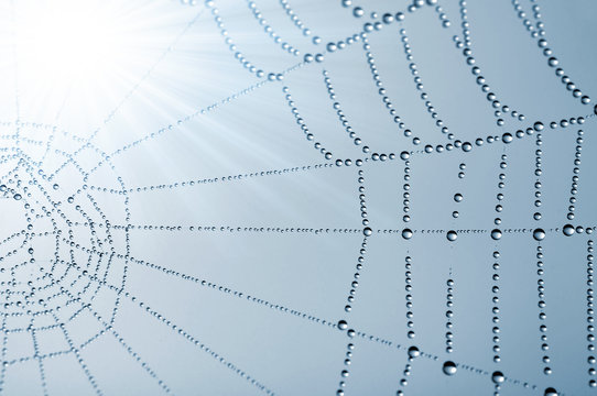 Spider Web With Dew Drops Closeup