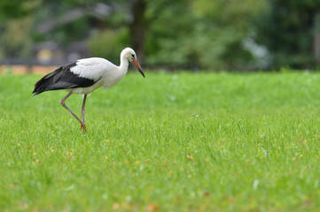 Storch
