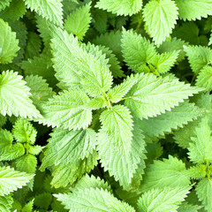 Stinging nettles