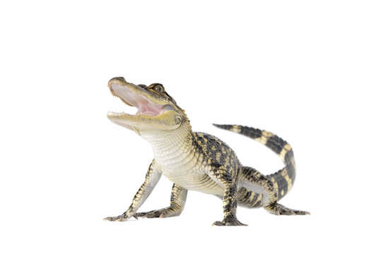 American Alligator On White Background