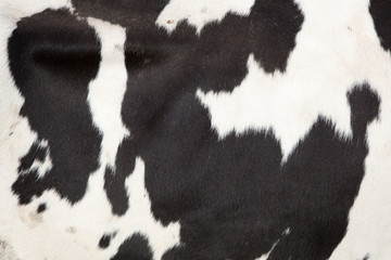 side of a cow