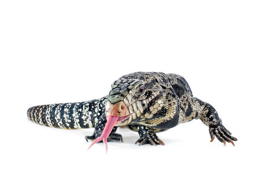 Black And White Argentine Tegu