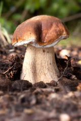 porcino on forest floor