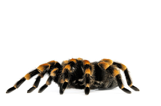 Flame Knee Tarantula