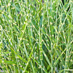 Obraz premium Wild grass