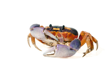 Halloween Crab