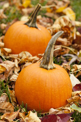 Fresh Orange Organic Pumpkin