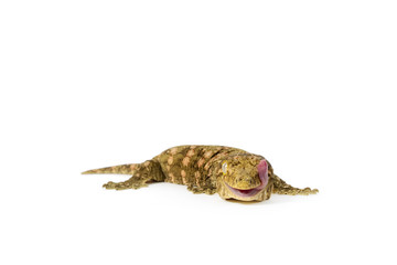 New Caledonian Giant Gecko on White Background