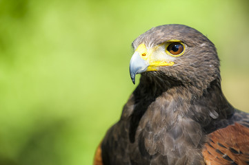 Red-tailed Hawk