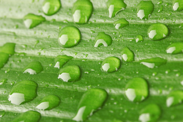 Beautiful green leaf with drops of water close-up