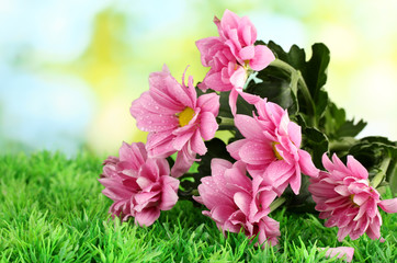 branch of beautiful chrysanthemums