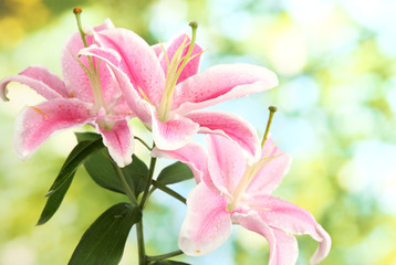 beautiful pink lily, on green background