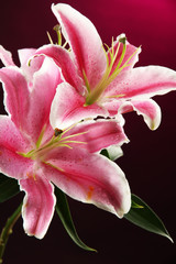 beautiful lily, on pink background