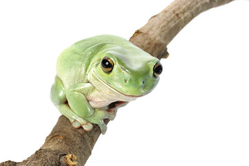 Naklejka premium Whites Tree Frog