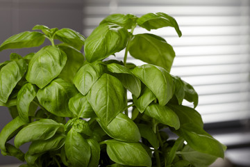 Basil in kitchen