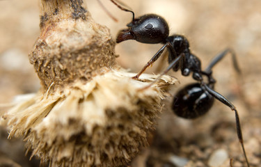 A black worker ant dragging vegetation to the colony
