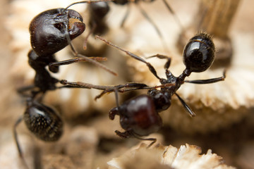 Black ants dragging vegetation to the colony