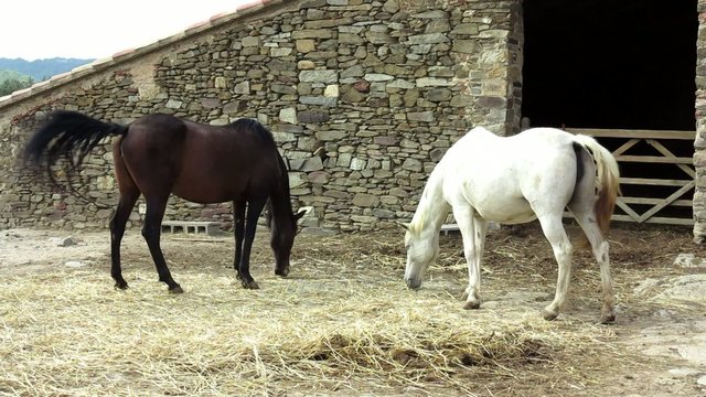 caballos granja