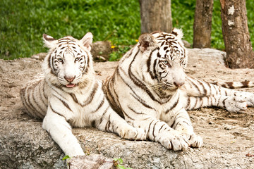 Big white tiger in nightsafari chiangmai Thailand