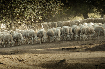 Fototapeta premium Sheep herd