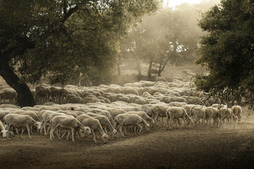 Sheep herd