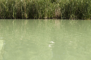 Cane in River
